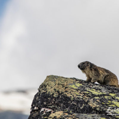 Marmotte des Alpes