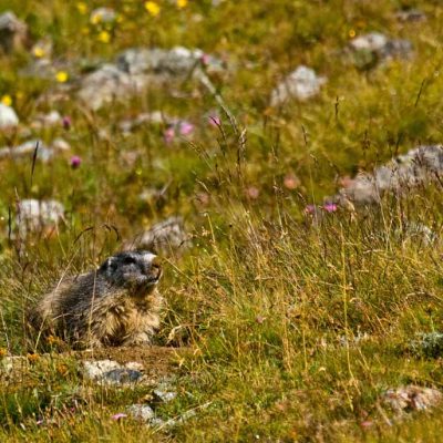 Marmotte des Alpes