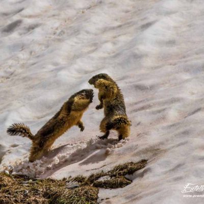 Marmotte des Alpes