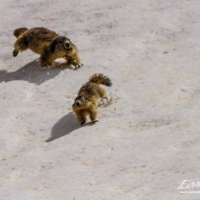 Marmotte des Alpes