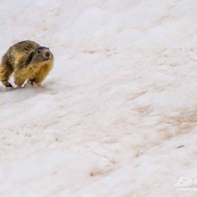 Marmotte des Alpes