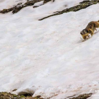 Marmotte des Alpes