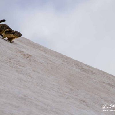 Marmotte des Alpes