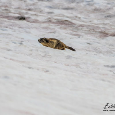 Marmotte des Alpes_névé