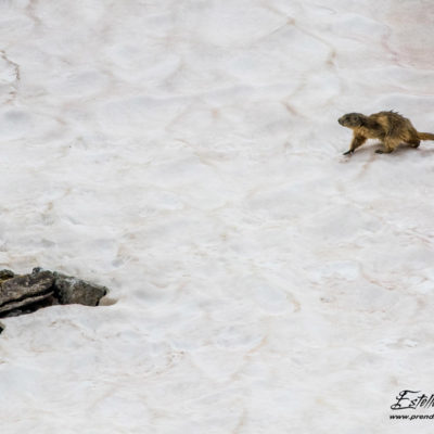 Marmotte des Alpes_névé