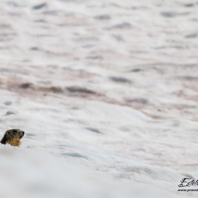 Marmotte des Alpes_névé