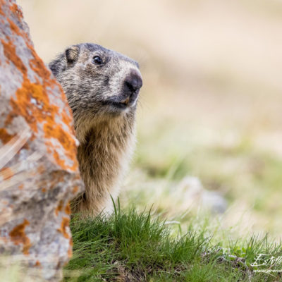 Marmotte des Alpes