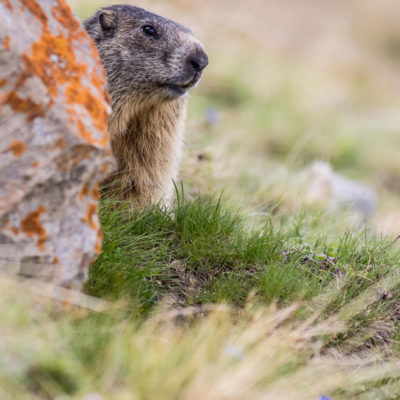 Marmotte des Alpes