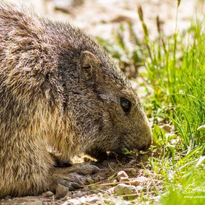 Marmotte mangeant des racines