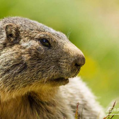 Marmotte des Alpes