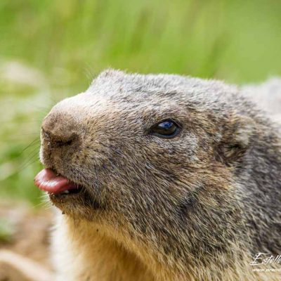 Marmotte des Alpes