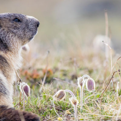 Marmotte des Alpes