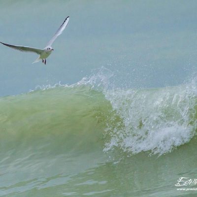 Mouette rieuse_Ault