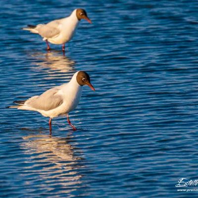 Mouette rieuse