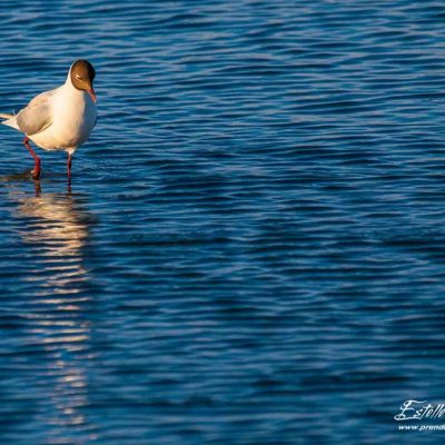 Mouette rieuse