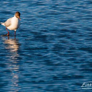 Mouette rieuse