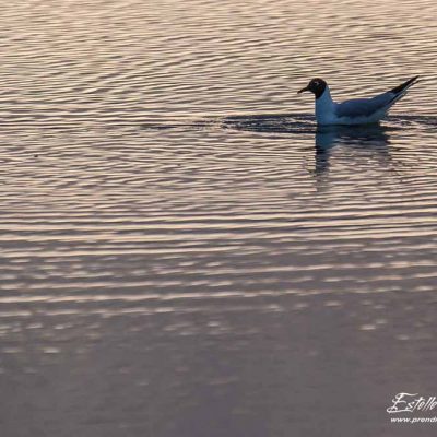 Mouette rieuse