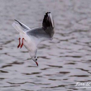 Mouette rieuse_pêche dans le port de Giffaumont