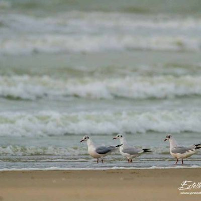 Mouette rieuse_Berck