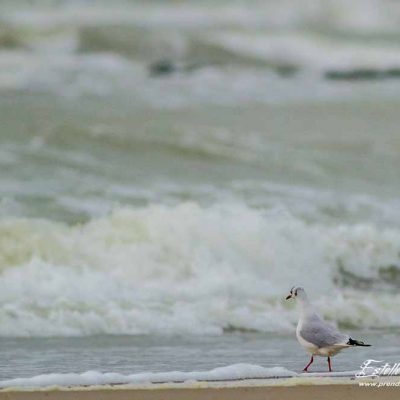 Mouette rieuse_Berck