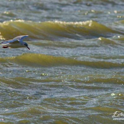 Mouette rieuse_La Roche de Glun