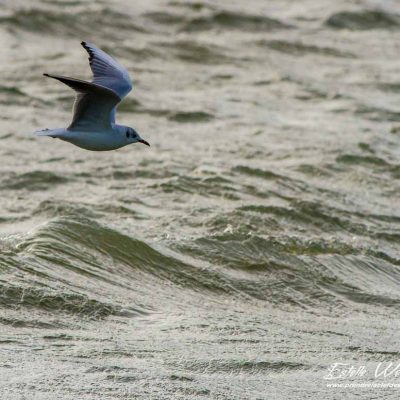 Mouette rieuse_La Roche de Glun