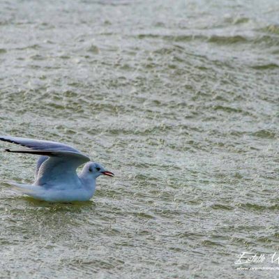 Mouette rieuse_La Roche de Glun