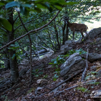 Mouflon méditerranéen 2018