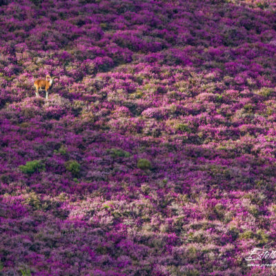 Mouflon méditerranéen 2014