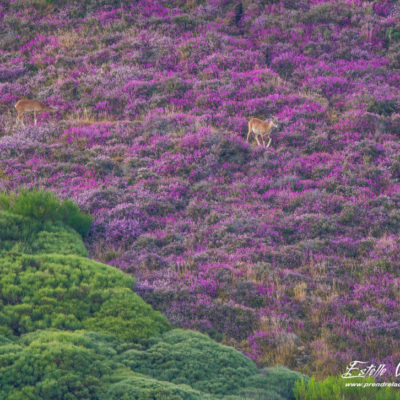 Mouflon méditerranéen 2014