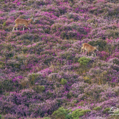 Mouflon méditerranéen 2014