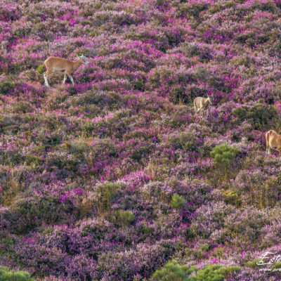 Mouflon méditerranéen 2014