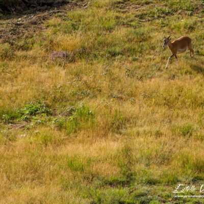 Mouflon méditerranéen 2014