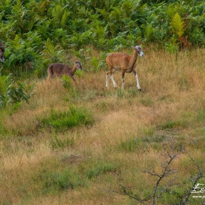 Mouflon méditerranéen 2014