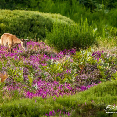 Mouflon méditerranéen 2014