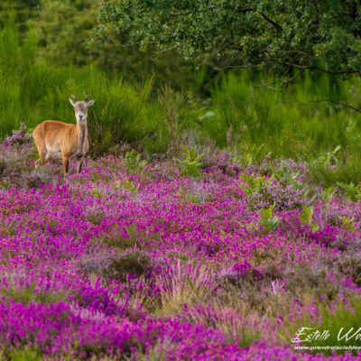 Mouflon méditerranéen 2014