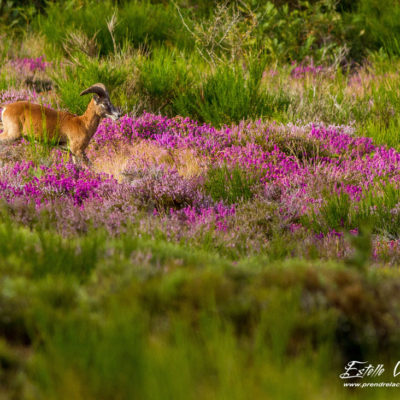 Mouflon méditerranéen 2014