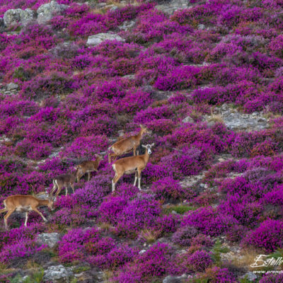 Mouflon méditerranéen 2014