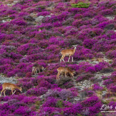 Mouflon méditerranéen 2014