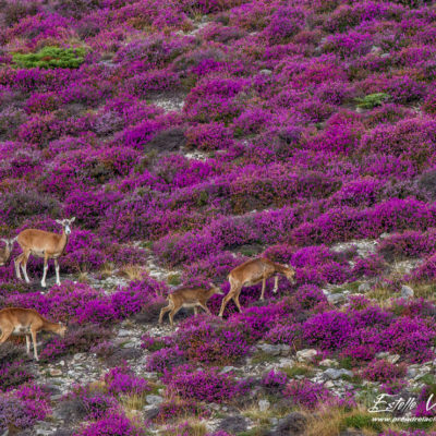 Mouflon méditerranéen 2014