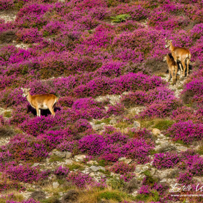 Mouflon méditerranéen 2014