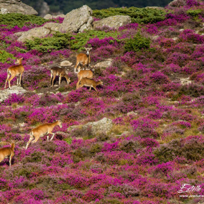 Mouflon méditerranéen 2014