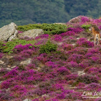 Mouflon méditerranéen 2014