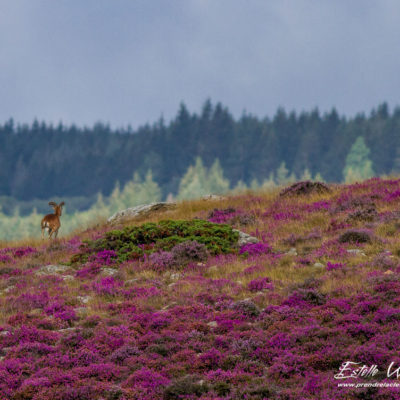 Mouflon méditerranéen 2014