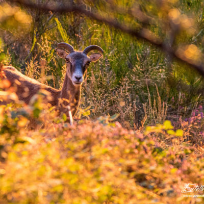 Mouflon méditerranéen 2018