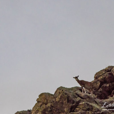 Mouflon méditerranéen 2018