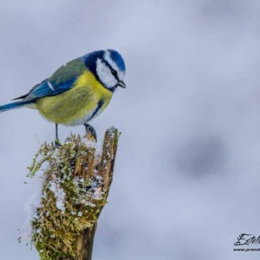 Le Karpfenloch sous la neige