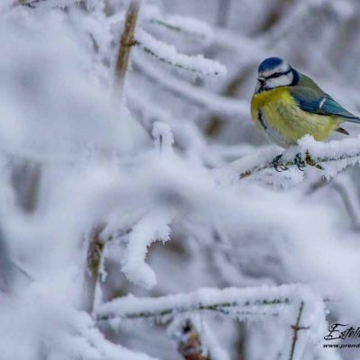 Mésange bleue