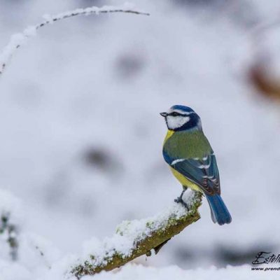 Mésange bleue