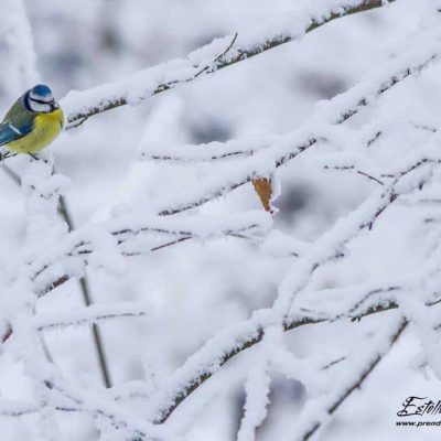 Mésange bleue